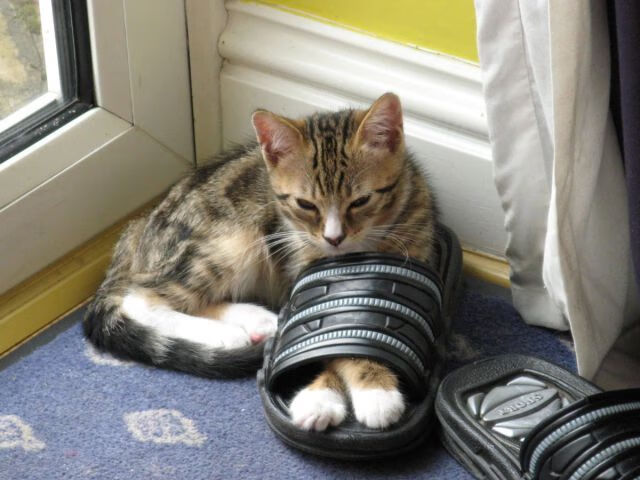 开云网页版登录入口-【道奇延续连胜】穆基·贝茨双击打出胜利节奏,穆奇贝茨 道奇