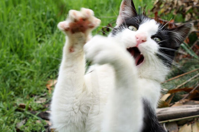 开云·体育官网APP下载-年龄差距引发关注：老将年轻新秀的对决，年轻与年龄无关