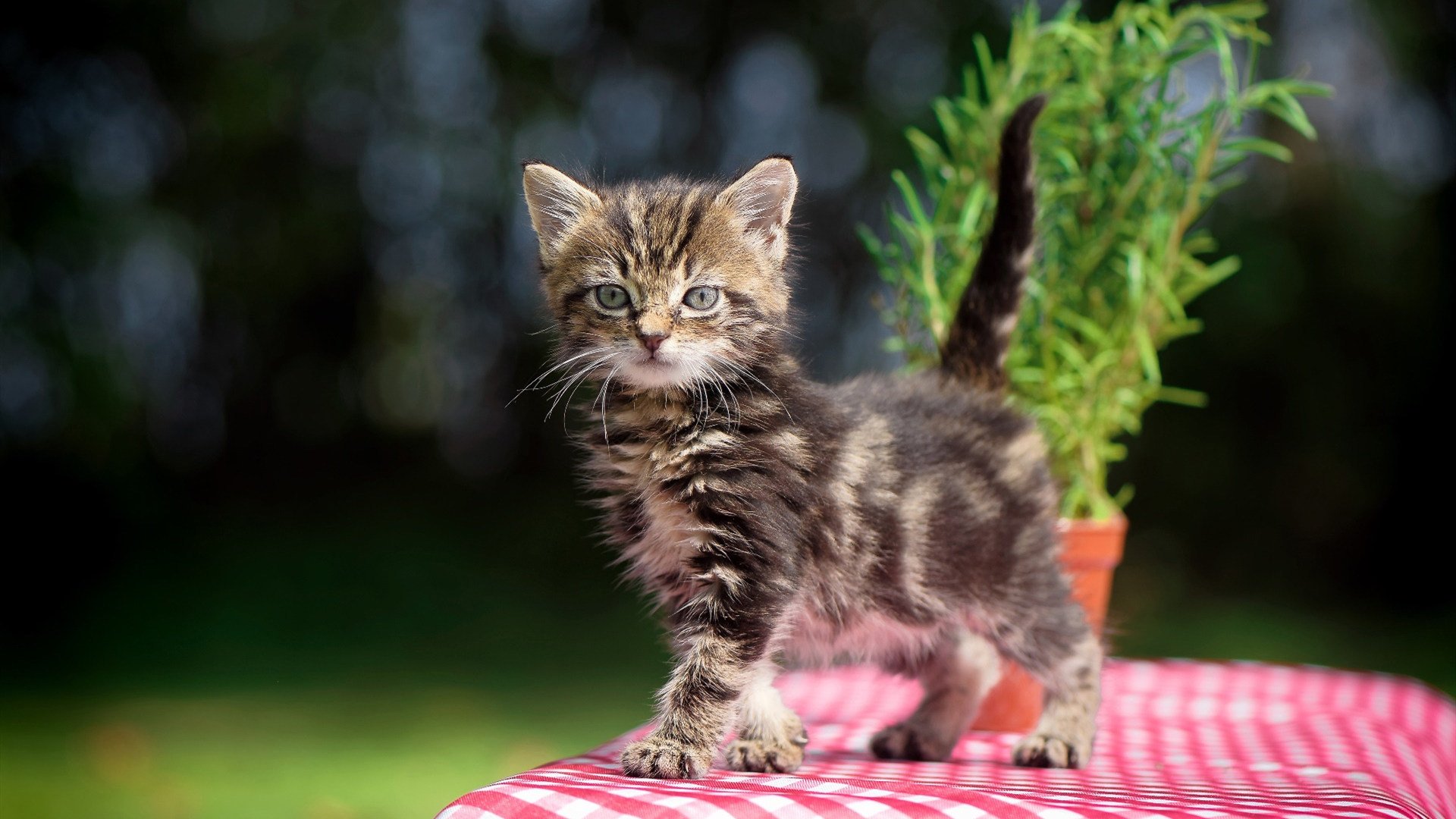 kaiyun官方网站-中国男足在巴黎奥运会上展现出强大的进攻火力，中国男足进奥运会是哪一年