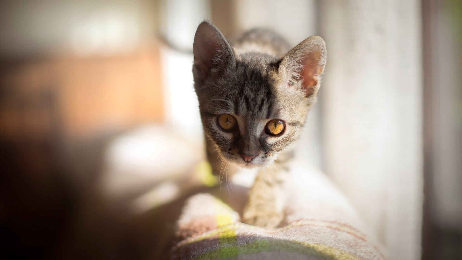 开云体育APP下载-巴特勒稳定输出热火再下一城，巴特勒在热火打什么位置