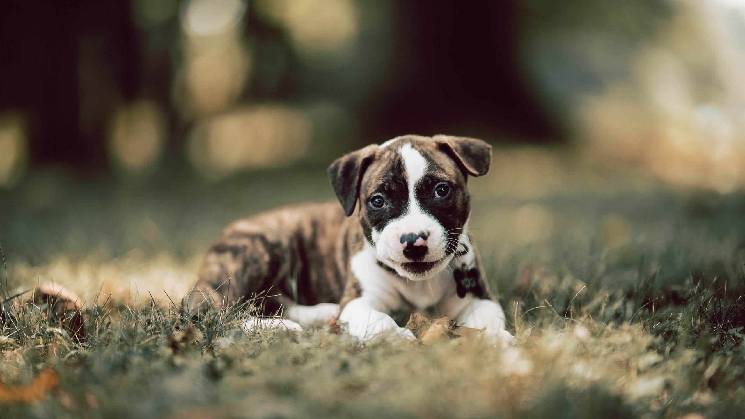 开云网站-狼队中场球员遭遇伤病困扰,缺席下一场比赛,狼队主场qg