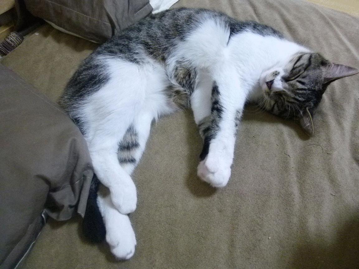 开云入口-NBA球员替补席心理状态与临场表现关系，nba替补席能不能进入球场