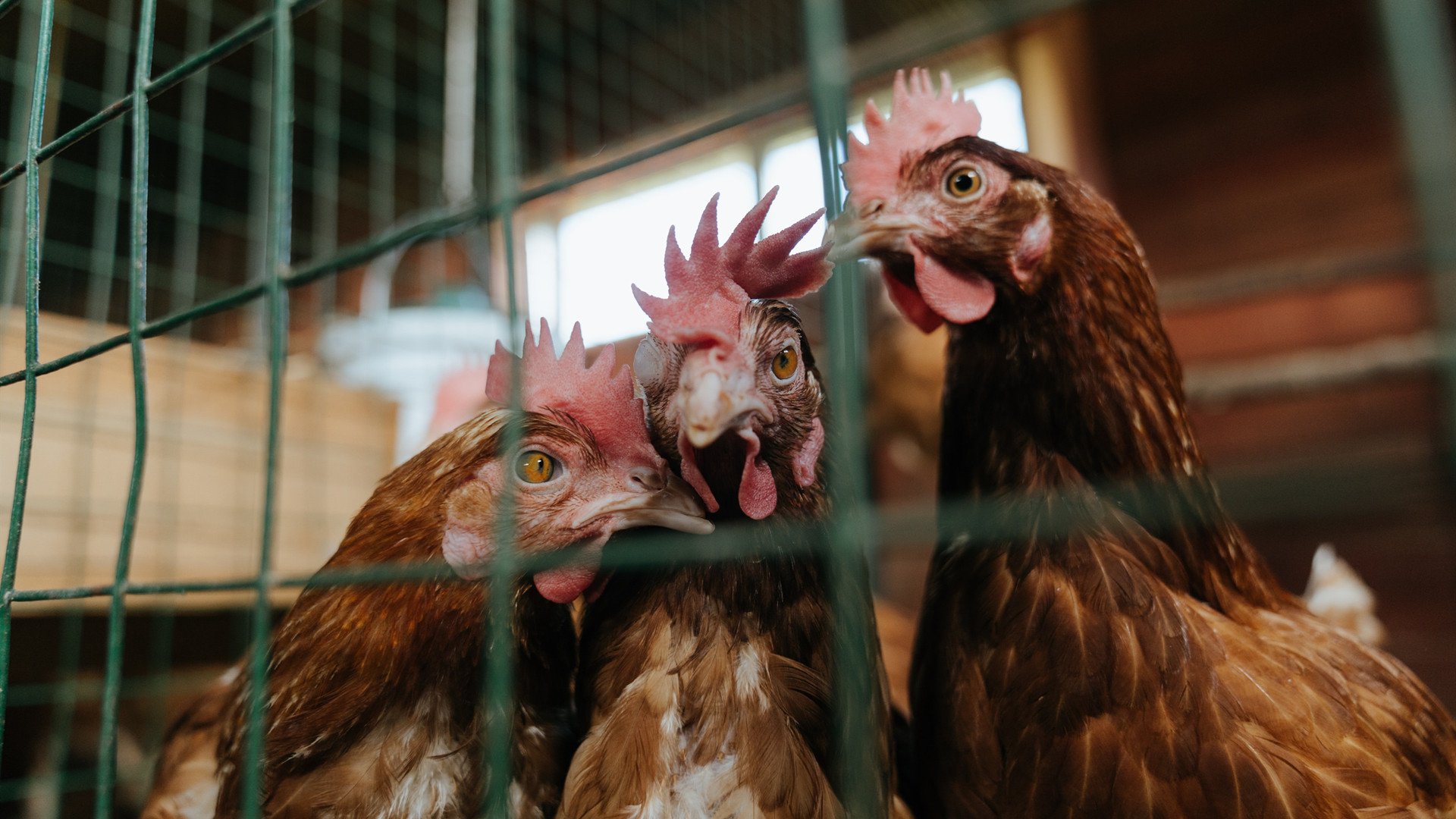 kaiyun体育app-全国跳水新人赛小将发挥出色勇夺桂冠，2021跳水队员