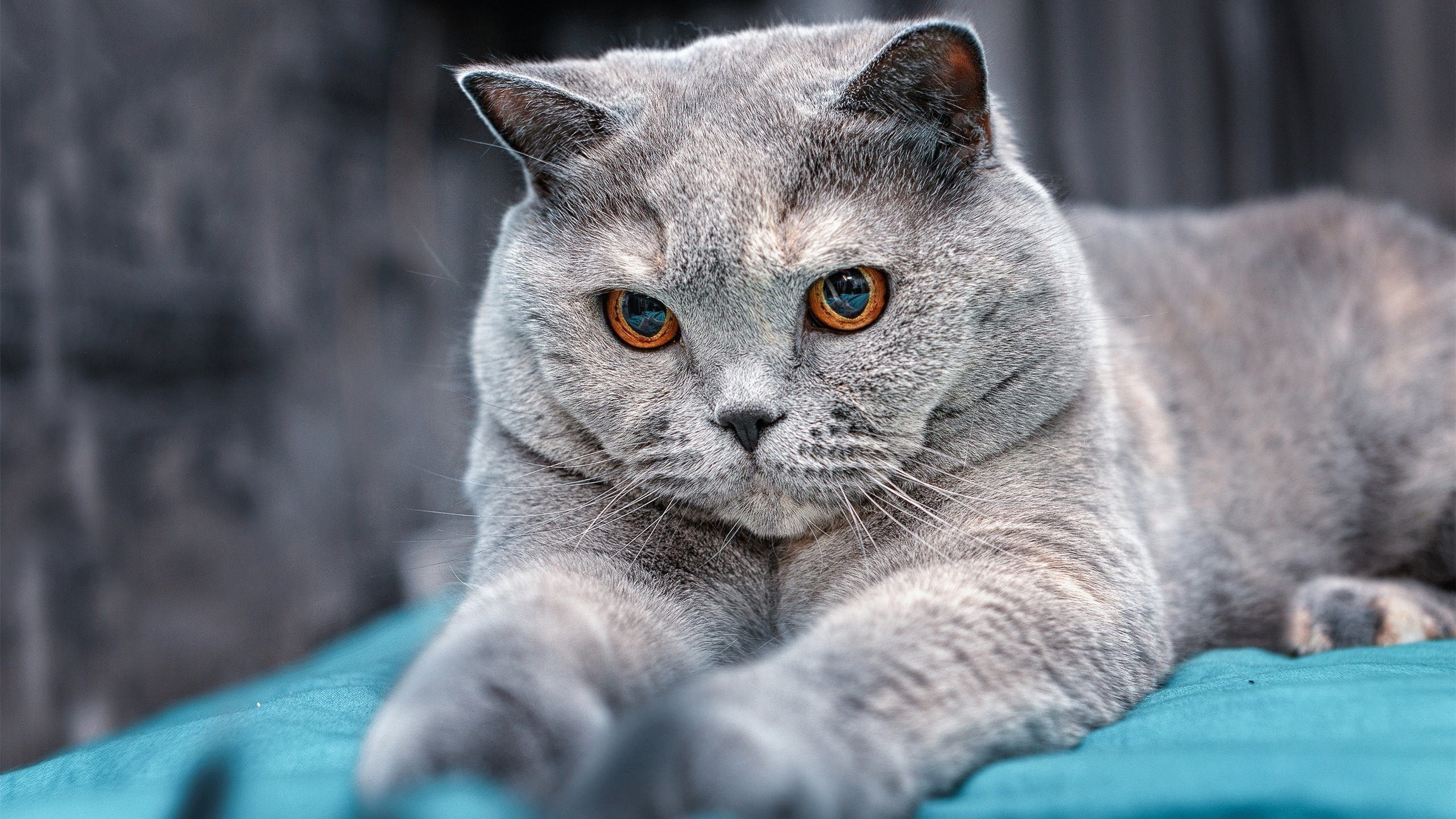 开云·体育官网-球队战术板应对对手阵型变化的灵活性,球场战术板软件