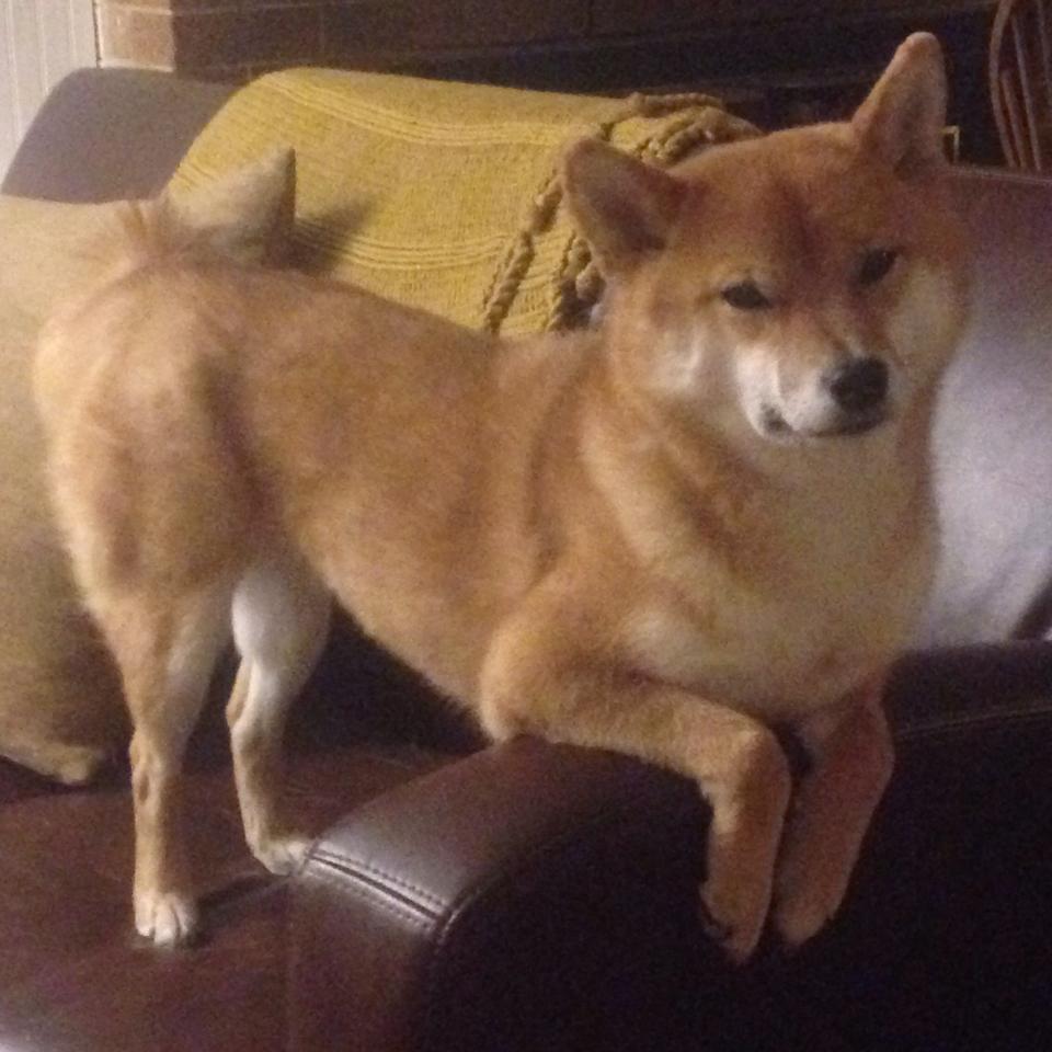 开云kaiyun-CBA球队联合举办篮球市集活动打造球迷线下社交空间，cba球队列表