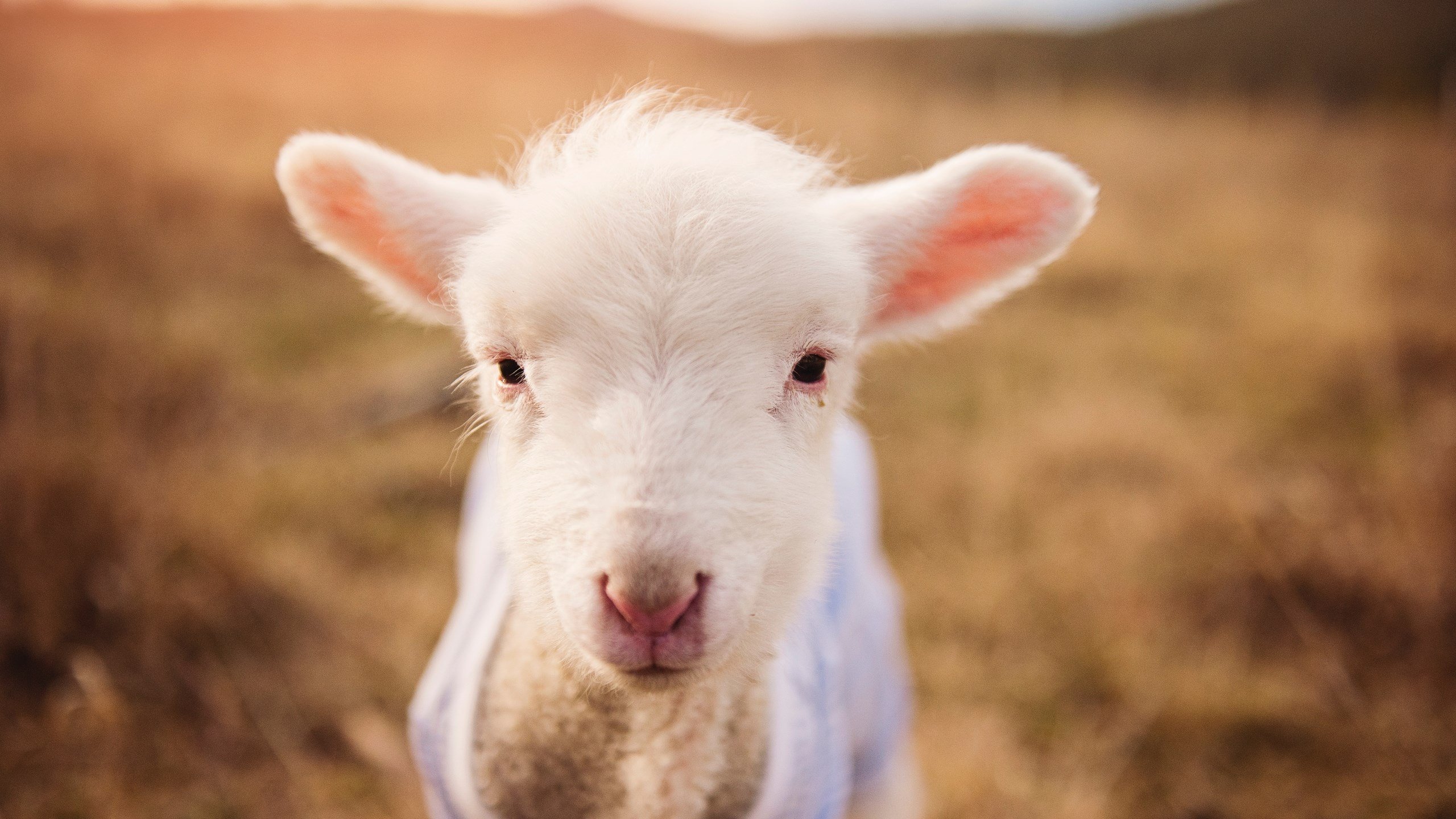 kaiyun体育app-国际滑雪大赛成绩统计，国际滑雪比赛