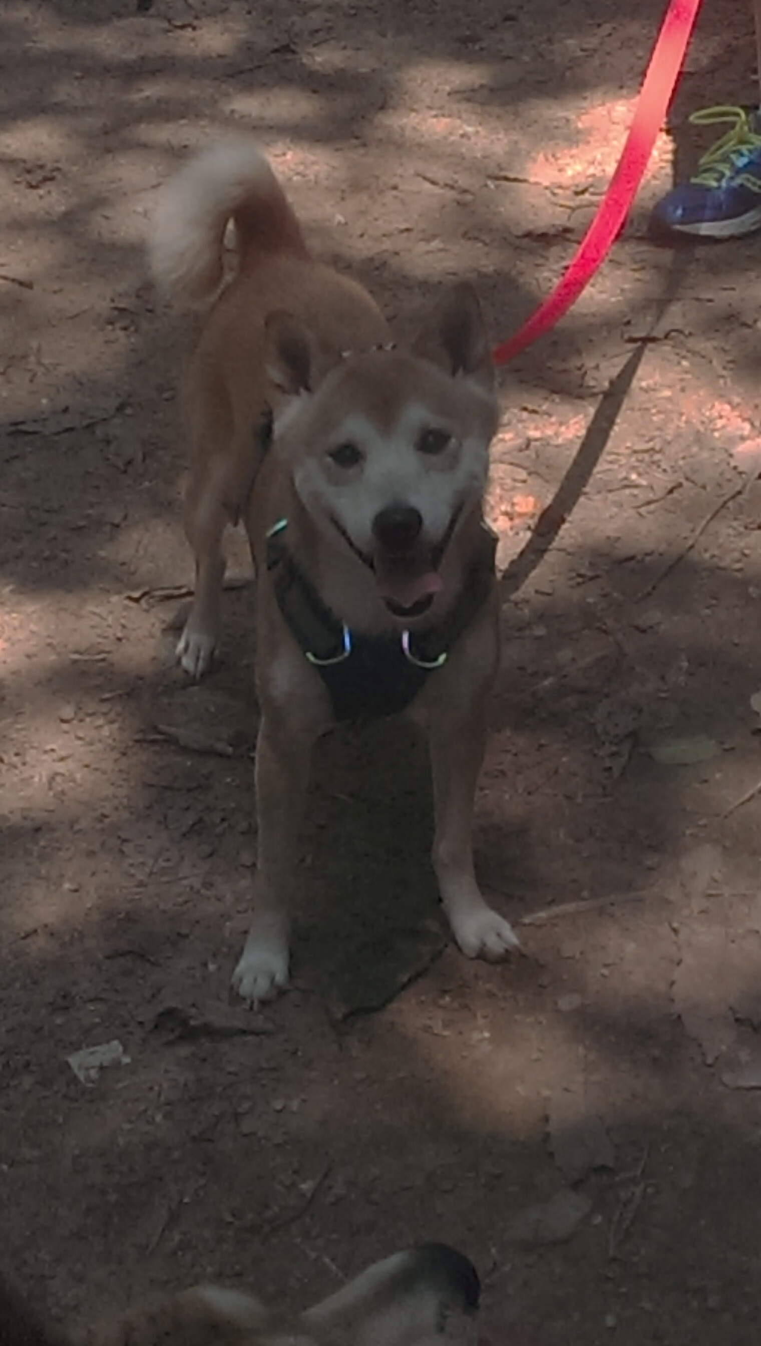 开云网站-尼日利亚女篮在非洲锦标赛中连续夺冠，全面崛起！，尼日利亚女篮怎么样