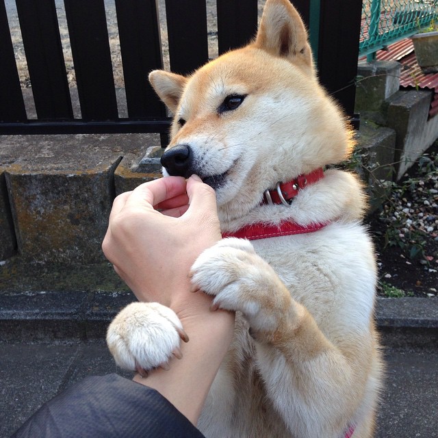 Kaiyun官方登录入口-新闻中心发布国家体育信息安全防护项目采购清单，国家体育信息中心主任