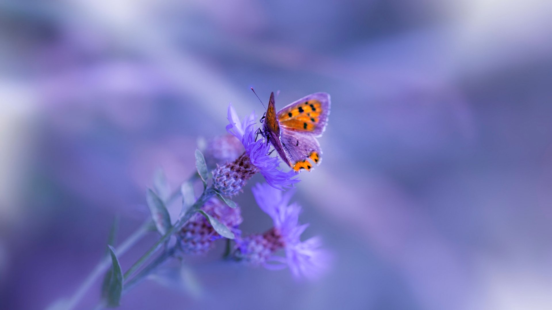 开云网页版登录入口-法国队接力配合默契展现实力，法国队接力配合默契展现实力的球员