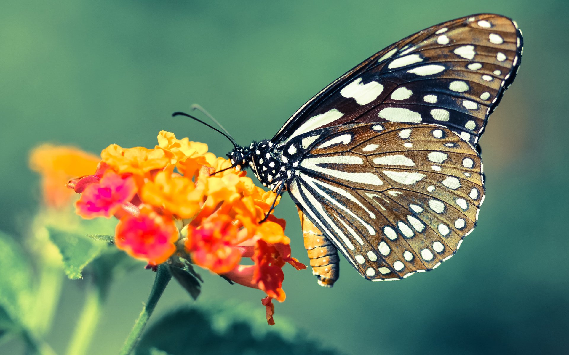 Kaiyun官方登录入口-爱尔兰男队重建期展现强劲实力,爱尔兰男子组合乐队